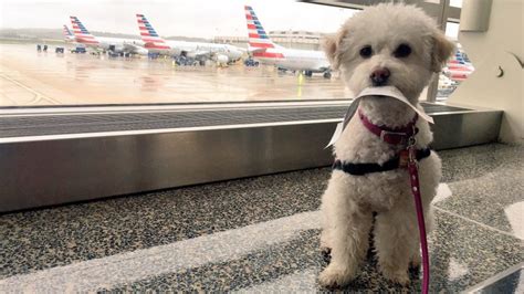 Volaris Pet Travel: What You Need to Prepare for Your Trip
